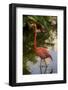 Pink Flamingo, Bavaro, Higuey, Punta Cana, Dominican Republic-Lisa S. Engelbrecht-Framed Photographic Print