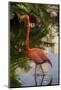 Pink Flamingo, Bavaro, Higuey, Punta Cana, Dominican Republic-Lisa S. Engelbrecht-Mounted Photographic Print