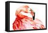 Pink Flamingo Bird Profile Portrait, Amazing Beautiful Animal, Art Print, Watercolor Wildlife Drawi-Antonova Katya-Framed Stretched Canvas