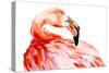 Pink Flamingo Bird Profile Portrait, Amazing Beautiful Animal, Art Print, Watercolor Wildlife Drawi-Antonova Katya-Stretched Canvas