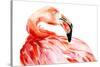 Pink Flamingo Bird Profile Portrait, Amazing Beautiful Animal, Art Print, Watercolor Wildlife Drawi-Antonova Katya-Stretched Canvas