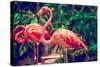 Pink Flamingo Close-Up in Singapore Zoo-Volodymyr Goinyk-Stretched Canvas