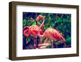Pink Flamingo Close-Up in Singapore Zoo-Volodymyr Goinyk-Framed Photographic Print