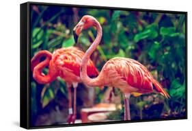 Pink Flamingo Close-Up in Singapore Zoo-Volodymyr Goinyk-Framed Stretched Canvas