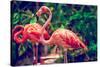 Pink Flamingo Close-Up in Singapore Zoo-Volodymyr Goinyk-Stretched Canvas