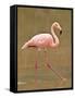 Pink Flamingo, Cormorant Point, Isla Santa Maria (Floreana Island), Galapagos Islands-Michael DeFreitas-Framed Stretched Canvas
