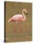Pink Flamingo, Cormorant Point, Isla Santa Maria (Floreana Island), Galapagos Islands-Michael DeFreitas-Stretched Canvas