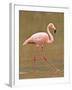 Pink Flamingo, Cormorant Point, Isla Santa Maria (Floreana Island), Galapagos Islands-Michael DeFreitas-Framed Photographic Print