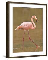 Pink Flamingo, Cormorant Point, Isla Santa Maria (Floreana Island), Galapagos Islands-Michael DeFreitas-Framed Photographic Print