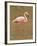 Pink Flamingo, Cormorant Point, Isla Santa Maria (Floreana Island), Galapagos Islands-Michael DeFreitas-Framed Photographic Print