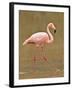 Pink Flamingo, Cormorant Point, Isla Santa Maria (Floreana Island), Galapagos Islands-Michael DeFreitas-Framed Photographic Print