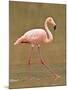 Pink Flamingo, Cormorant Point, Isla Santa Maria (Floreana Island), Galapagos Islands-Michael DeFreitas-Mounted Photographic Print