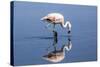 Pink Flamingo from the Andes and its Reflection in the Salar De Atacama, Chile and Bolivia-Françoise Gaujour-Stretched Canvas