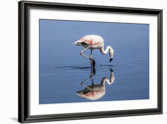 Pink Flamingo from the Andes and its Reflection in the Salar De Atacama, Chile and Bolivia-Françoise Gaujour-Framed Photographic Print