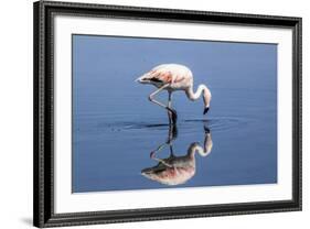 Pink Flamingo from the Andes and its Reflection in the Salar De Atacama, Chile and Bolivia-Françoise Gaujour-Framed Photographic Print