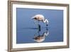 Pink Flamingo from the Andes and its Reflection in the Salar De Atacama, Chile and Bolivia-Françoise Gaujour-Framed Photographic Print