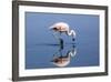 Pink Flamingo from the Andes and its Reflection in the Salar De Atacama, Chile and Bolivia-Françoise Gaujour-Framed Photographic Print