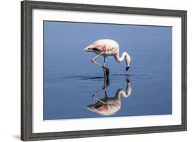 Pink Flamingo from the Andes and its Reflection in the Salar De Atacama, Chile and Bolivia-Françoise Gaujour-Framed Photographic Print