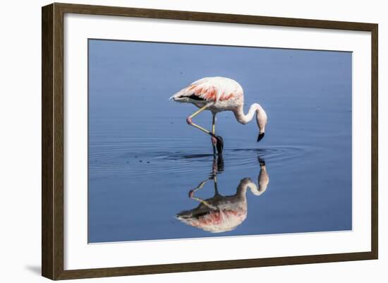 Pink Flamingo from the Andes and its Reflection in the Salar De Atacama, Chile and Bolivia-Françoise Gaujour-Framed Photographic Print