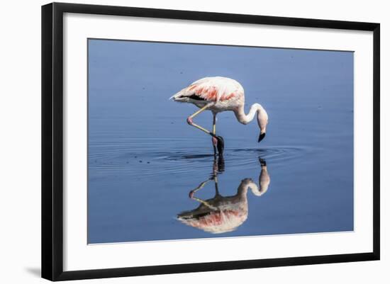 Pink Flamingo from the Andes and its Reflection in the Salar De Atacama, Chile and Bolivia-Françoise Gaujour-Framed Photographic Print