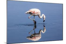 Pink Flamingo from the Andes and its Reflection in the Salar De Atacama, Chile and Bolivia-Françoise Gaujour-Mounted Photographic Print