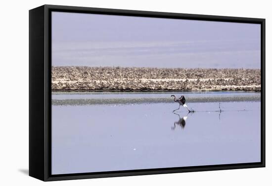 Pink Flamingo from the Andes in the Salar De Atacama, Chile and Bolivia-Françoise Gaujour-Framed Stretched Canvas