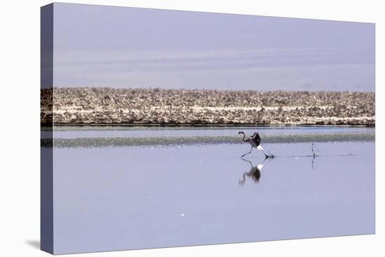 Pink Flamingo from the Andes in the Salar De Atacama, Chile and Bolivia-Françoise Gaujour-Stretched Canvas