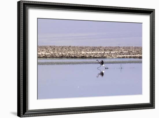 Pink Flamingo from the Andes in the Salar De Atacama, Chile and Bolivia-Françoise Gaujour-Framed Photographic Print