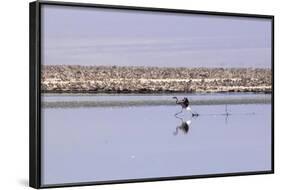 Pink Flamingo from the Andes in the Salar De Atacama, Chile and Bolivia-Françoise Gaujour-Framed Photographic Print