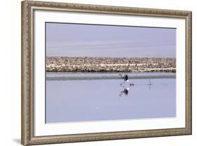 Pink Flamingo from the Andes in the Salar De Atacama, Chile and Bolivia-Françoise Gaujour-Framed Photographic Print