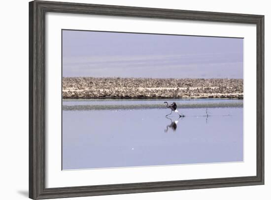 Pink Flamingo from the Andes in the Salar De Atacama, Chile and Bolivia-Françoise Gaujour-Framed Photographic Print