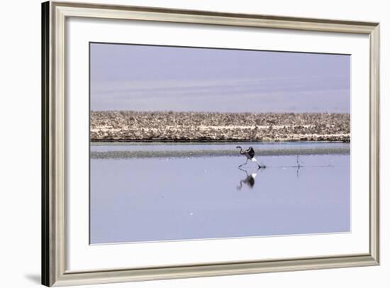 Pink Flamingo from the Andes in the Salar De Atacama, Chile and Bolivia-Françoise Gaujour-Framed Photographic Print