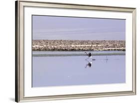 Pink Flamingo from the Andes in the Salar De Atacama, Chile and Bolivia-Françoise Gaujour-Framed Photographic Print