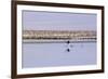 Pink Flamingo from the Andes in the Salar De Atacama, Chile and Bolivia-Françoise Gaujour-Framed Photographic Print