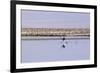 Pink Flamingo from the Andes in the Salar De Atacama, Chile and Bolivia-Françoise Gaujour-Framed Photographic Print