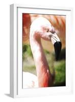 Pink Flamingo I-Tina Lavoie-Framed Giclee Print