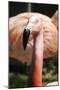 Pink Flamingo II-Tina Lavoie-Mounted Giclee Print