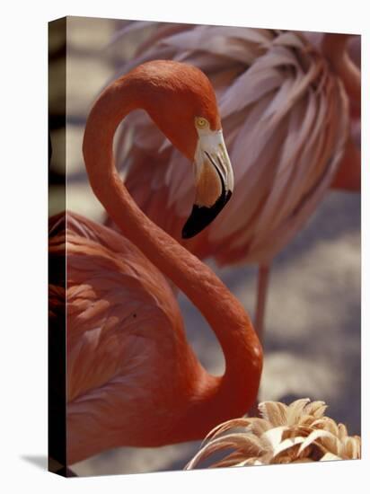 Pink Flamingo in Ardastra Gardens and Zoo, Bahamas, Caribbean-Greg Johnston-Stretched Canvas