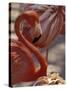 Pink Flamingo in Ardastra Gardens and Zoo, Bahamas, Caribbean-Greg Johnston-Stretched Canvas