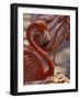 Pink Flamingo in Ardastra Gardens and Zoo, Bahamas, Caribbean-Greg Johnston-Framed Photographic Print