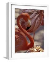 Pink Flamingo in Ardastra Gardens and Zoo, Bahamas, Caribbean-Greg Johnston-Framed Photographic Print