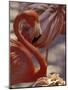 Pink Flamingo in Ardastra Gardens and Zoo, Bahamas, Caribbean-Greg Johnston-Mounted Photographic Print