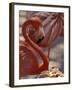 Pink Flamingo in Ardastra Gardens and Zoo, Bahamas, Caribbean-Greg Johnston-Framed Photographic Print