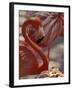 Pink Flamingo in Ardastra Gardens and Zoo, Bahamas, Caribbean-Greg Johnston-Framed Photographic Print