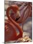 Pink Flamingo in Ardastra Gardens and Zoo, Bahamas, Caribbean-Greg Johnston-Mounted Photographic Print