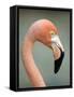 Pink Flamingo in Curacao, Netherlands Antilles, Caribbean, Central America-DeFreitas Michael-Framed Stretched Canvas
