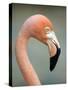 Pink Flamingo in Curacao, Netherlands Antilles, Caribbean, Central America-DeFreitas Michael-Stretched Canvas