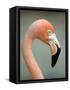 Pink Flamingo in Curacao, Netherlands Antilles, Caribbean, Central America-DeFreitas Michael-Framed Stretched Canvas