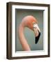 Pink Flamingo in Curacao, Netherlands Antilles, Caribbean, Central America-DeFreitas Michael-Framed Photographic Print