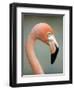 Pink Flamingo in Curacao, Netherlands Antilles, Caribbean, Central America-DeFreitas Michael-Framed Photographic Print